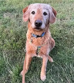 gilbert home page 300px