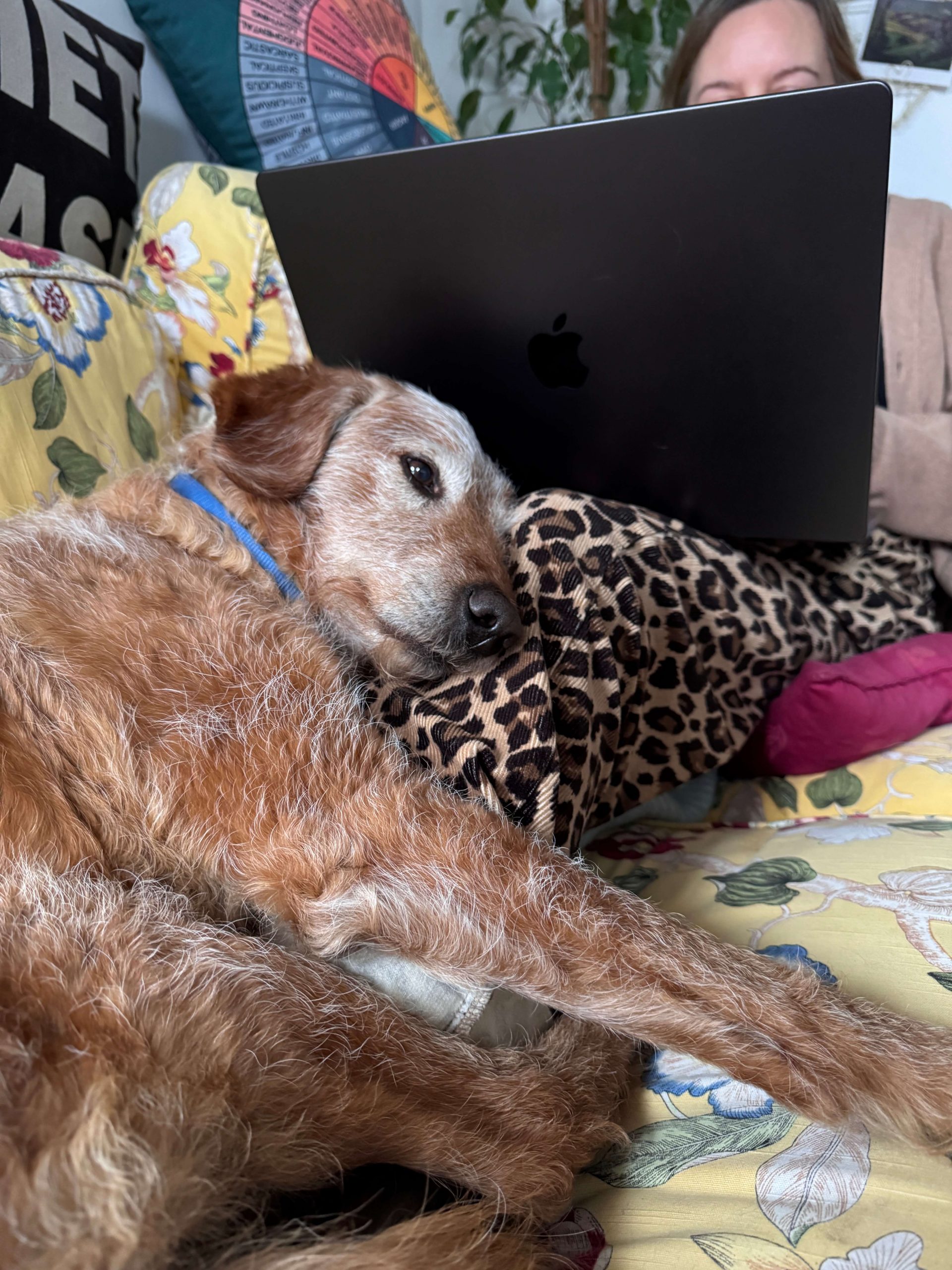 Gilbert the fox-red labradoodle sleeping behind Natalie's laptop